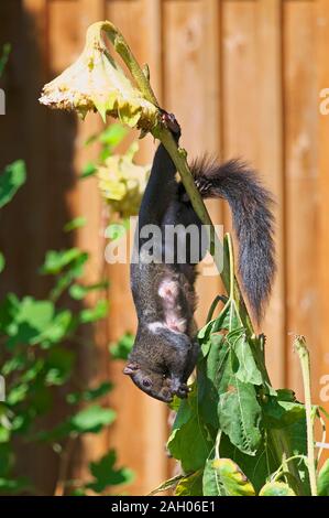 A nursing female Black squirrel (Sciurus) hanging upside down eating sunflower seeds from a Sunflower stalk. Stock Photo