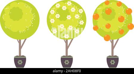 Cartoon stylized green tree with white flowers in spring and oranges in summer time. Stock Vector