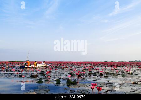 JAN 13, 2019 Udonthani, Thailand - Pink lotus water lilies full bloom under morning light - pure and beautiful red lotus lake or lotus sea in Nong Har Stock Photo