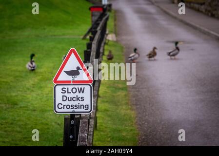 Road sign warning to watch out for ducks and ducklings crossing the road, placed over a fence alongside the road, on a cloudy background while ducks Stock Photo