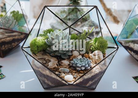 Miniature Succulent Plants in transparent pots standing on a transparent table. Stock Photo