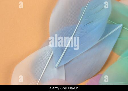 Abstract background with Some pastel colored feathers for your design. Stock Photo