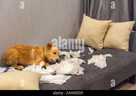 Bad golden retriever dog playing toilet paper on sofa Stock Photo