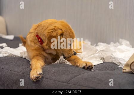 Cute golden retriever dog playing tissue papers on sofa Stock Photo