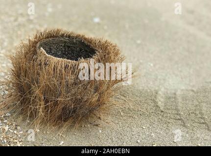 Background with dry coconut on the sand Stock Photo