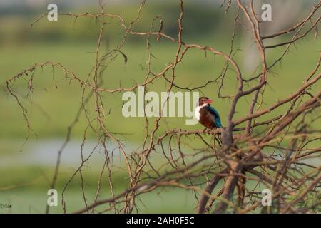 White throated kingfisher sitting on branch in Chennai, South India Stock Photo