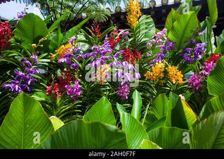 Beautiful discovery of various breeds of orchids planted on the rooftop of Buddha Tooth Relic Temple, Singapore Stock Photo