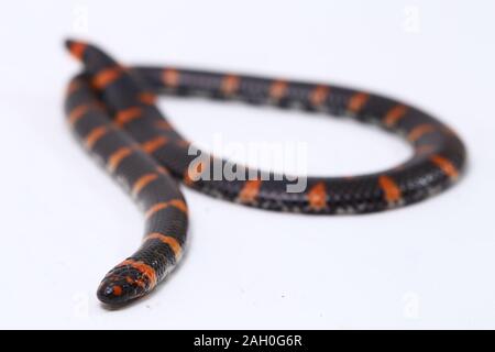 Red-tailed pipe snake (Scientific name Cylindrophis ruffus) isolate on white background Stock Photo