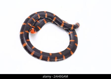 https://l450v.alamy.com/450v/2ah0gam/red-tailed-pipe-snake-scientific-name-cylindrophis-ruffus-isolate-on-white-background-2ah0gam.jpg