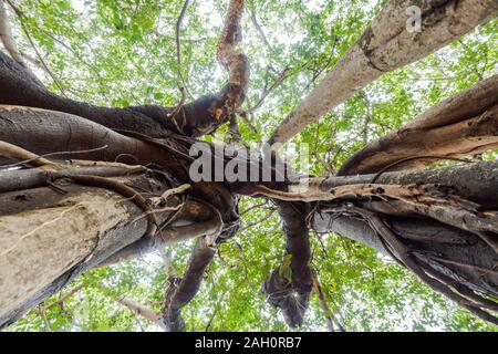 Looking up at aerial roots an branches of big Banyan tree in Auroville, South India Stock Photo