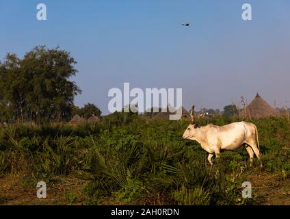 Traditional Mundari tribe village, Central Equatoria, Terekeka, South Sudan Stock Photo