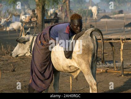 Mundari tribe man leaning on the back of his cow, Central Equatoria, Terekeka, South Sudan Stock Photo