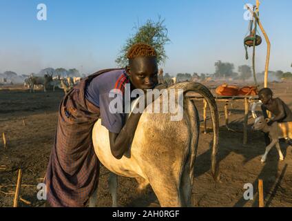 Mundari tribe man leaning on the back of his cow, Central Equatoria, Terekeka, South Sudan Stock Photo