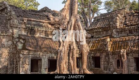 Ancient Khmer architecture, Ta Prohm temple with giant banyan tree at sunrise; Angkor Wat complex in Siem Reap, Cambodia Stock Photo