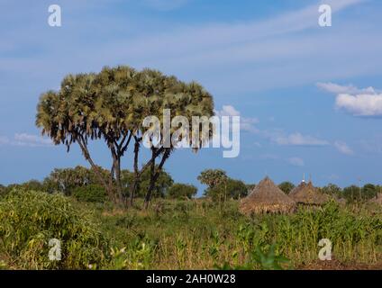 Traditional Mundari tribe village with doum palm trees, Central Equatoria, Terekeka, South Sudan Stock Photo