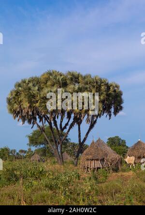 Traditional Mundari tribe village with doum palm trees, Central Equatoria, Terekeka, South Sudan Stock Photo