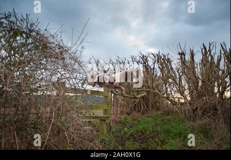 English Springer spaniel jumping Stock Photo