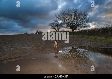 English Springer spaniel Stock Photo