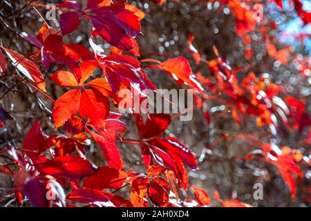 Red ivy leaves in sunny backlight close-up on a blurred background Stock Photo