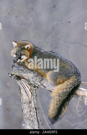 Gray Fox (Urocyon cineroargenteus) Gray Fox snoozing on fallen tree in Sproul State Forest, Pennsylvania, November. Stock Photo