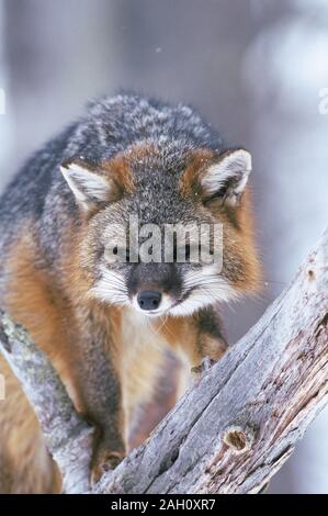Gray Fox (Urocyon cineroargenteus) Gray Fox on fallen tree in Sproul State Forest, Pennsylvania, November. Stock Photo