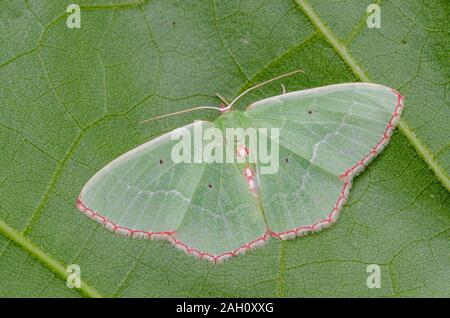 Red-fringed Emerald (Nemoria bistriaria) Adult moth sitting on leaf. Congaree National Park, South Carolina, spring. Stock Photo