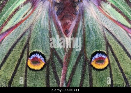 Spanish Moon Moth (Graellsia isabellae) Macrophotography of hindwing eyespots/false eyes. Stock Photo