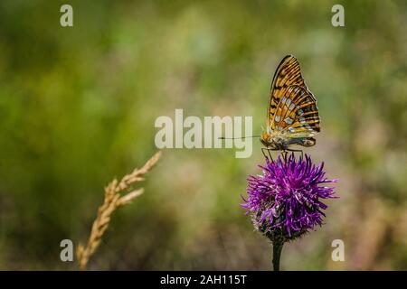 High Brown Fritillary butterfly sitting on purple knapweed flower growing in a meadow on a sunny summer day. Blurry green and yellow background. Stock Photo