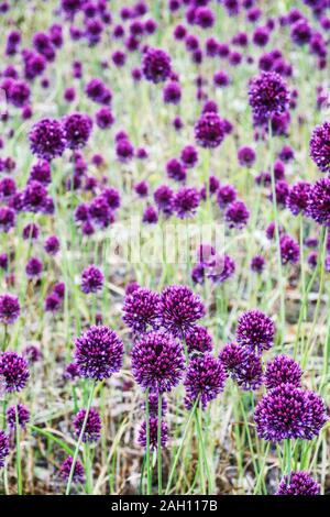 Allium hollandicum 'Purple Sensation' purple garden Stock Photo