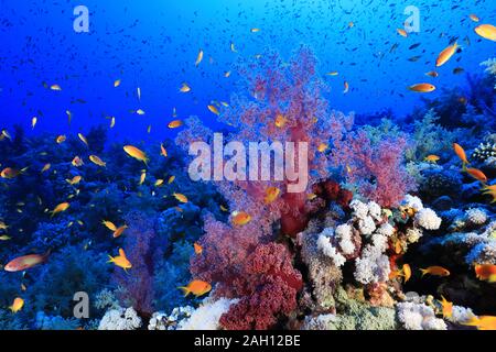 Beautiful soft corals and fish on Elphinstone reef underwater in the Red Sea Stock Photo