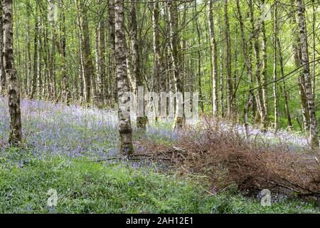 Silver Birch trees and bluebells in a wood in the English Lake District Stock Photo