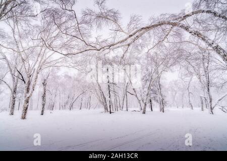 Snow and frost covered trees in snowing wooded forest of Harbin, Northern China, during Winter 2019. Stock Photo