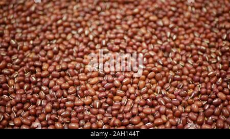 Adzuki beans plant detail, azuki or adzuki pulses for healthy nutrition, superfood. It comes from China Himalayas and is popular in Asia such as Japan Stock Photo