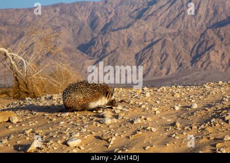 Desert Hedgehog or Ethiopian Hedgehog (Paraechinus aethiopicus) photographed in the desert in Israel. This hedgehog is an omnivore and has been known Stock Photo