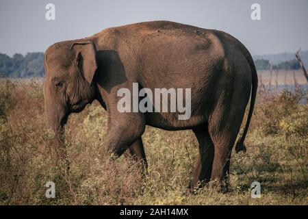 Wild Elephants in a national park in Sri Lanka
