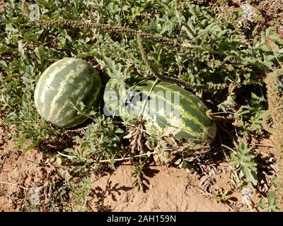 Arizona Autumn harvest pumpkins, melons, corn, peppers, beans and sunflowers Stock Photo
