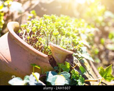 Plant sedum in a broken pot on the ground Stock Photo
