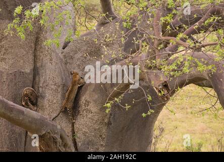 Leopard climbing up a tree (Panthera pardus) with its kill, a warthog, in the Tarangire, National park, Tanzania Stock Photo