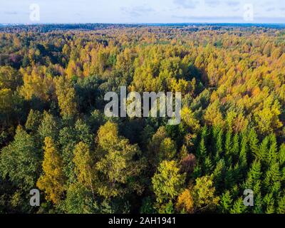Drone view of the mixed forest in sunny autumn day, Toksovo, Leningrad Oblast, Russia Stock Photo