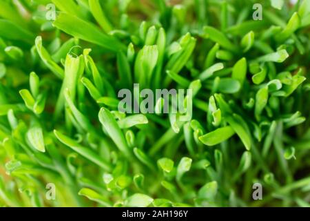 green fresh grass background closeup. the view from the top. Stock Photo