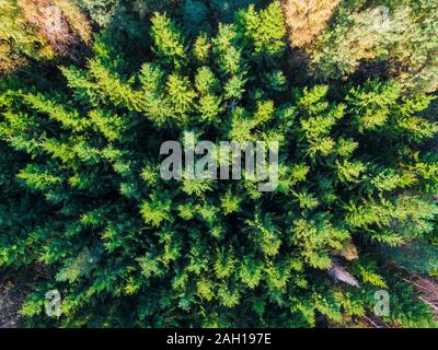 Top-down drone view of the mixed forest in sunny autumn day, Toksovo, Leningrad Oblast, Russia