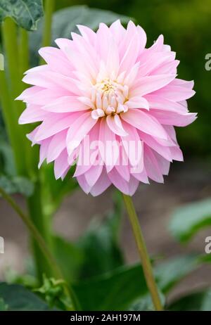 A single pale pink flower of stellar dahlia 'Alloway Candy' Stock Photo