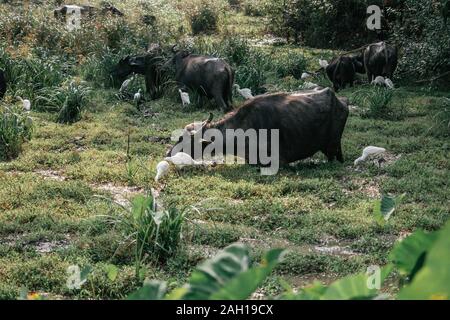 many black cows grazing in the nature of sri lanka Stock Photo