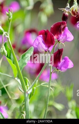 Bi-colour magenta and purple sweet pea, Lathyrus Odoratus 'Matucana', Sweet Pea 'Matucana', Stock Photo