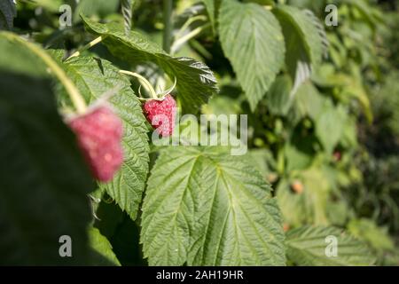 Close up on Red raspberries growing on a raspberry bush in a garden of a Serbian farm. Serbia is the biggest producer of Raspberries in the world.  Pi Stock Photo