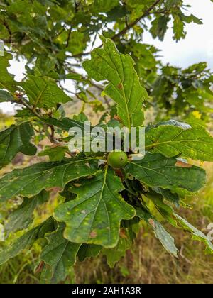 Acorns on an Oak tree in Killarney in County Kerry, Ireland Stock Photo