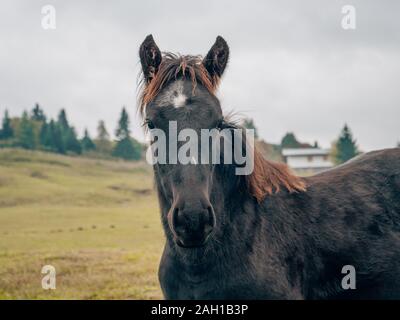 a beautiful black horse Stock Photo