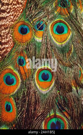 Indian Peacock, male, Pavocristiatus, feather detail with 'eye' spots Stock Photo