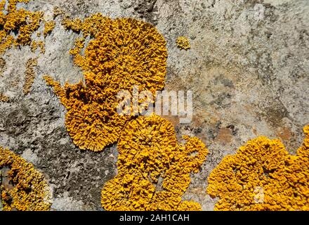 Lichen, Xanthoria parietina, UK Stock Photo