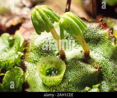 Liverwort, Marchantia polymorpha, mature female 'parasols' male gemma cups Stock Photo